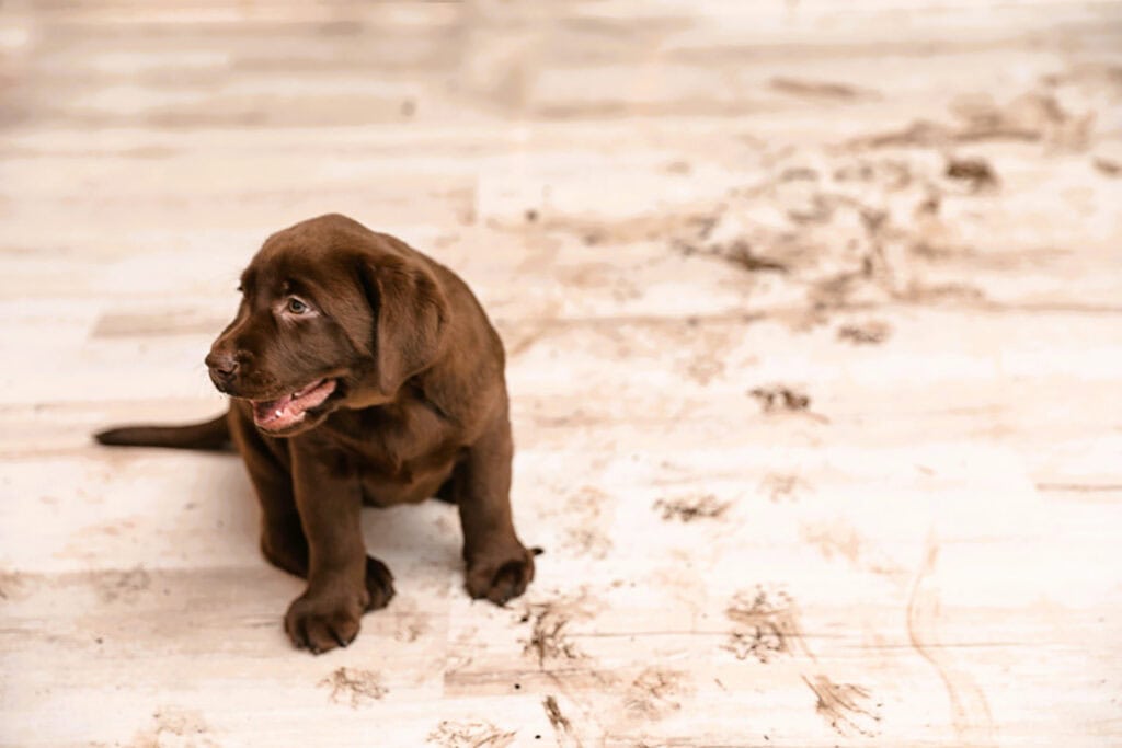 puppy-on-floor-with-muddy paws